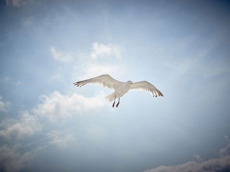 Eine Möwe fliegt am Himmel über dem Wattenmeer