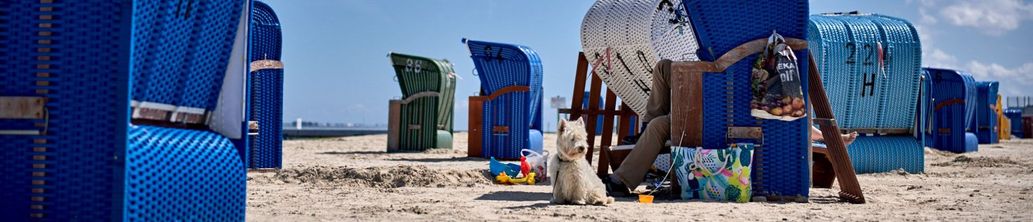Ein kleiner Hund sitzt vor einem blauen Strandkorb am Strand in Ostfriesland