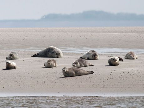 Seehunde liegen in der Sonne auf einer Seehundbank im Wattenmeer 